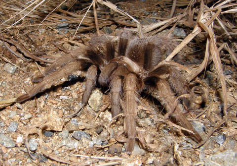 Tarantula spider, Aphonopelma chalcodes